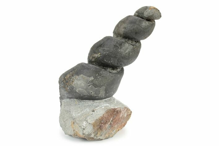 Devonian Fossil Gastropod Internal Mold - Issoumour, Morocco #243683